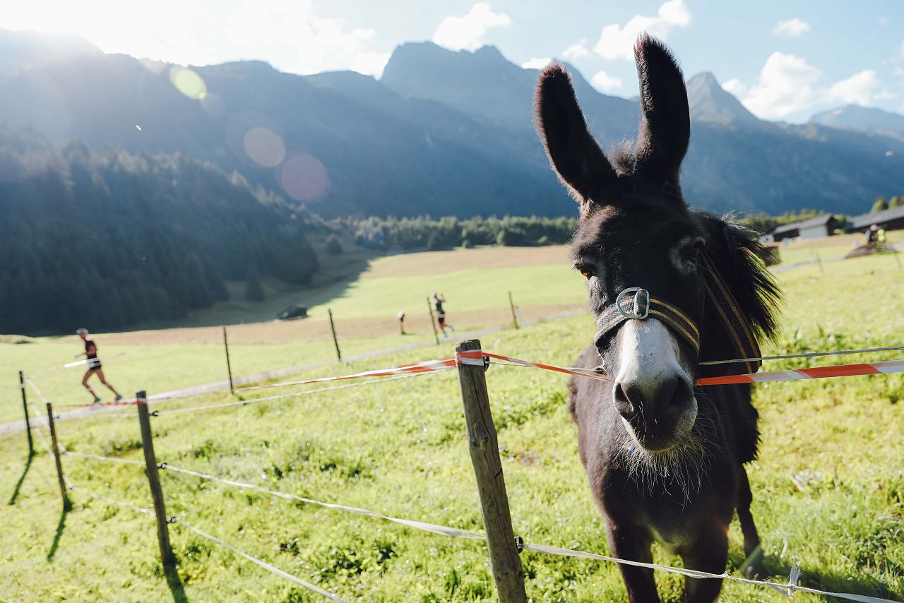 Esel mit Bergen und Gletschermarathonläufer im Hintergrund