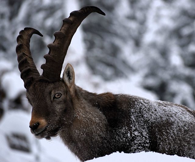 Steinbock im Winter