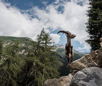 Dank der besonderen Hufe finden Steinböcke selbst in steilsten Felswänden noch Halt.