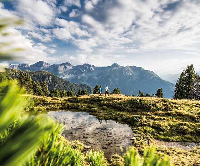 Der Zirbe auf der Spur - Wandern am Hochzeiger