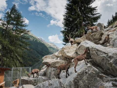 Alpine ibex centre