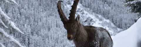 Tyrol Alpine Ibex Centre
